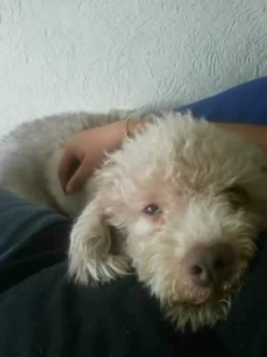 katito colol de kape